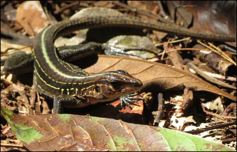 Four-lined ameiva