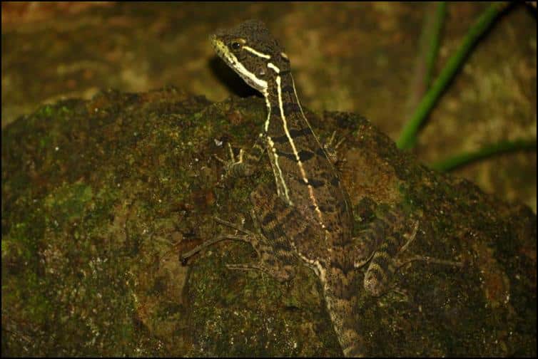 Juvenile common basilisk