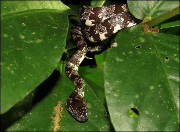 Cloudy snail-eater snake