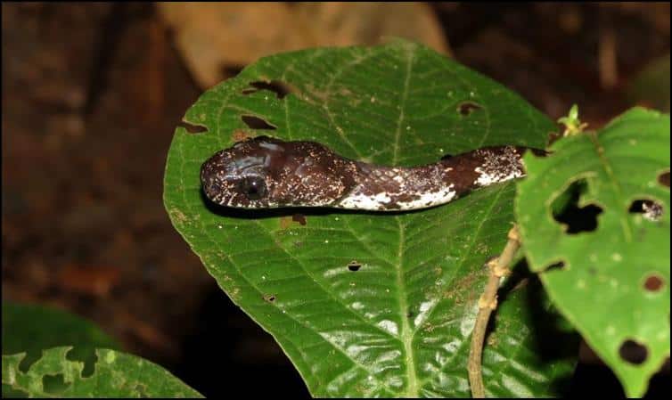 Second cloudy snail-eater snake