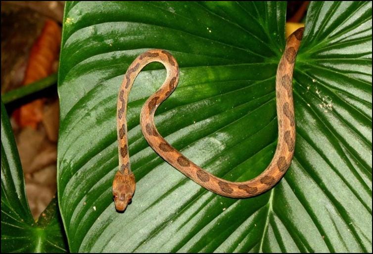 Northern cat-eyed snake