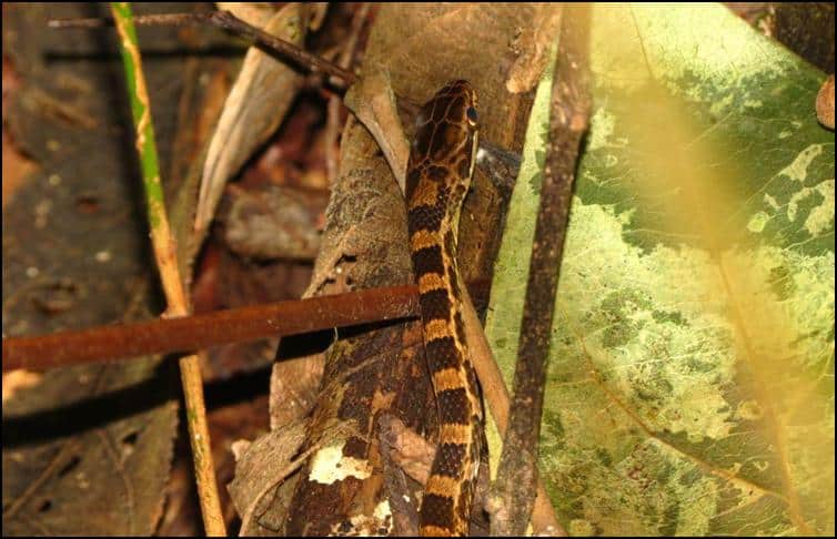 Salmon-bellied racer snake