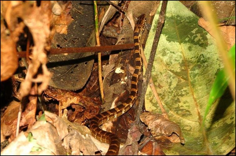 Salmon-bellied racer snake