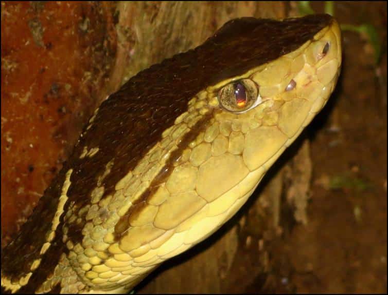 Close up of Fer-de-Lance Snake