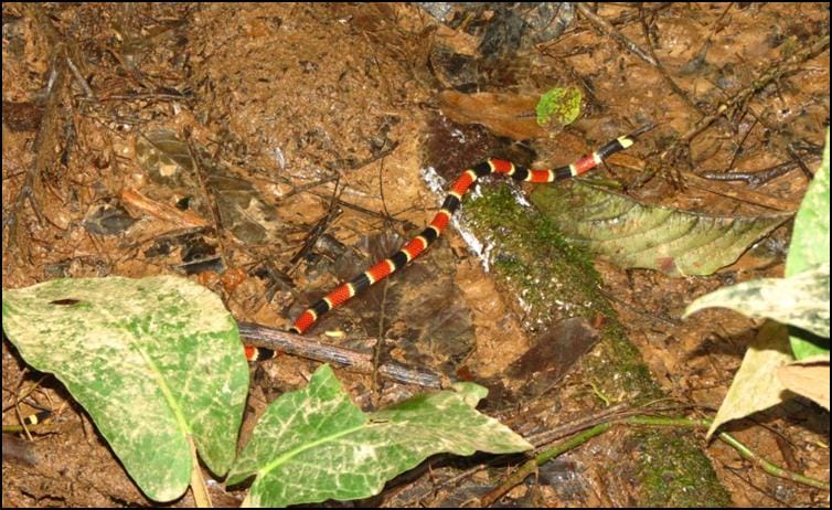 Allen's coral snake