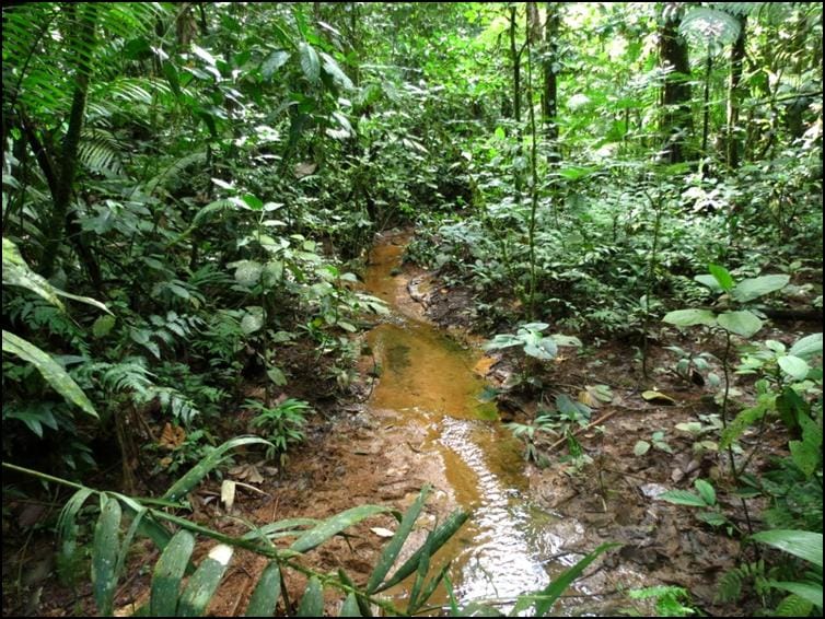 Forest floor stream bed where Allen's coral snake was found