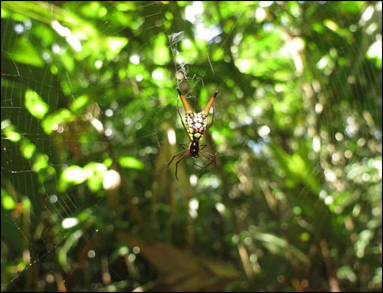 Micrathena sexspinosa - zoomed out