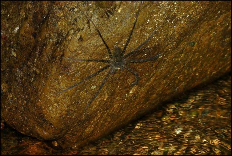 Juvenile huntsman spider