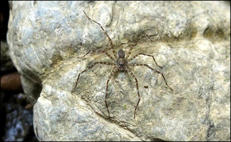 Juvenile huntsman spider