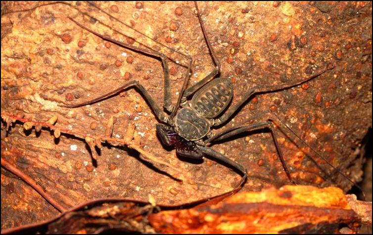 Amblypygi - tailless whip scorpions