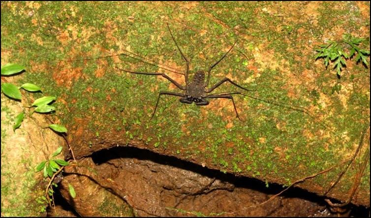 Amblypygid hunting