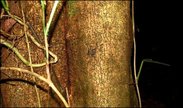 Amblypygid hunting up tree trunk