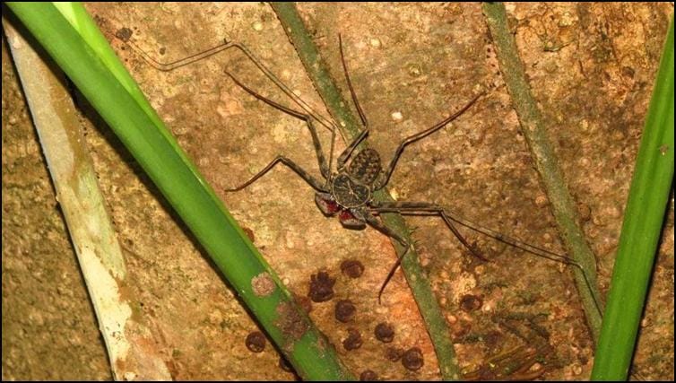 Amblypygid hunting up tree trunk