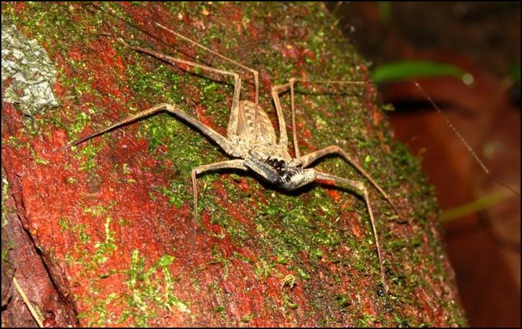 Amblypygid hunting up tree trunk