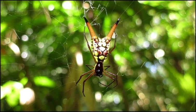 Spiders of Costa Rica - Tropical Ecology