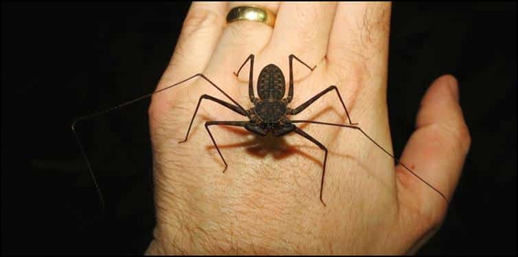 Whip spider on Jonathan's hand