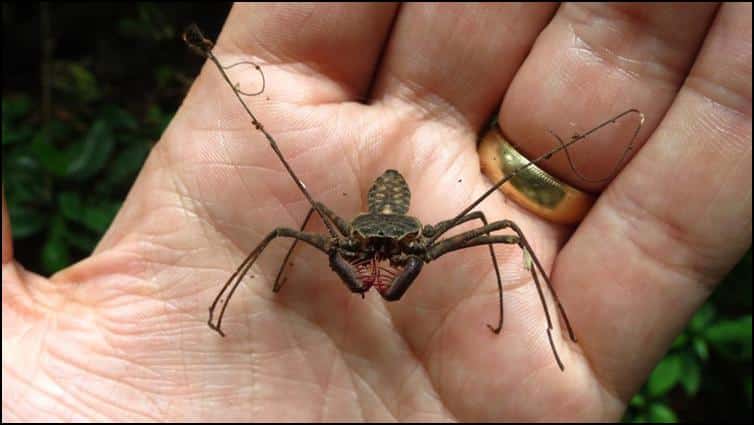 Whip scorpion exuviae