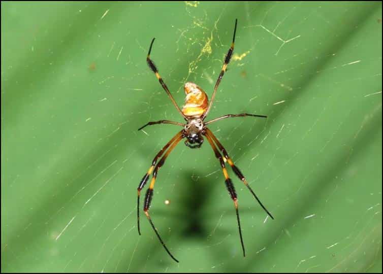 Underside of nepihla spider species