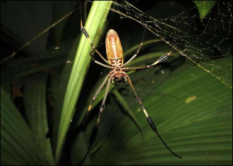 Large Nephila