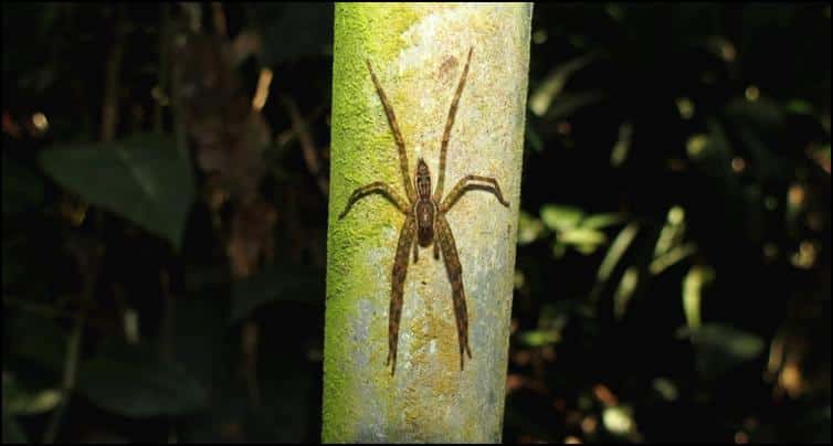 Unidentified tree hunting spider