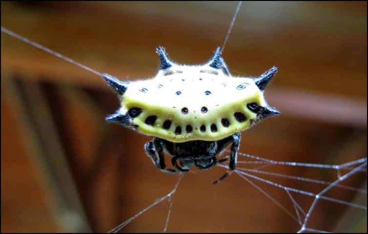 Gasteracantha cancriformis