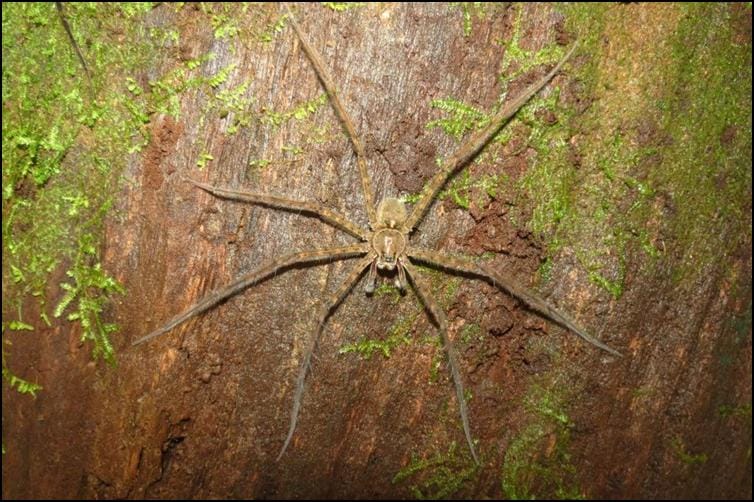 Central American huntsman spider