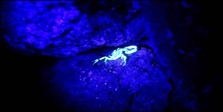 Scorpion fluorescing