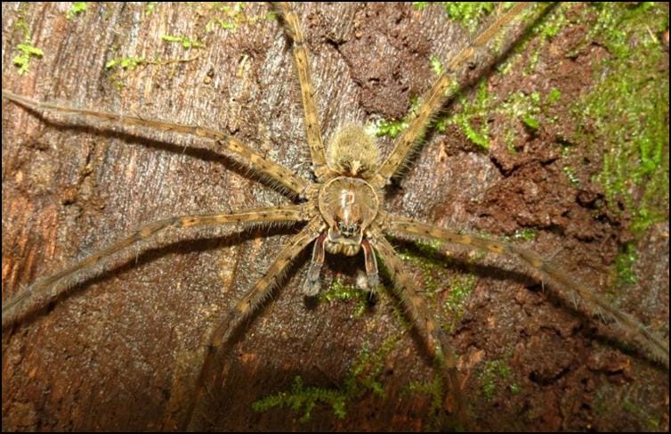 Central American huntsman spider - closeup