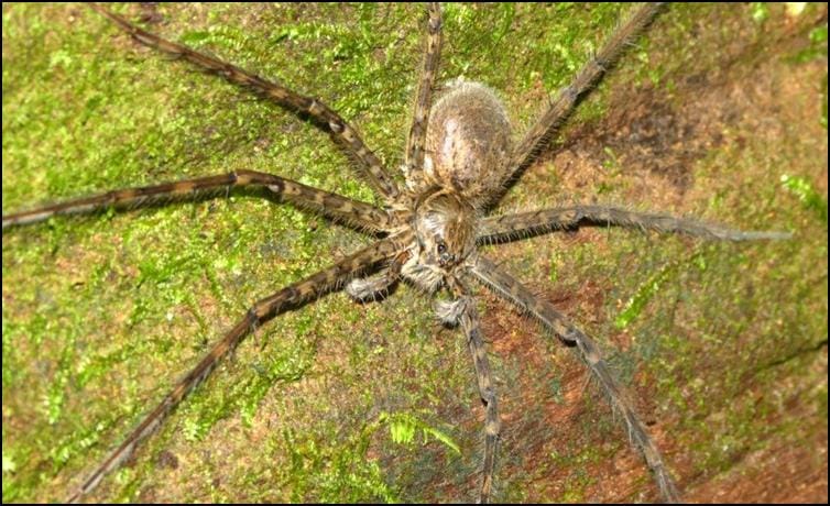 Central American huntsman spider - mate