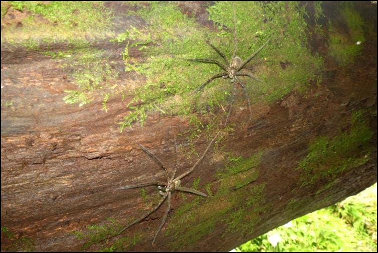 Pair of Central American huntsman spiders