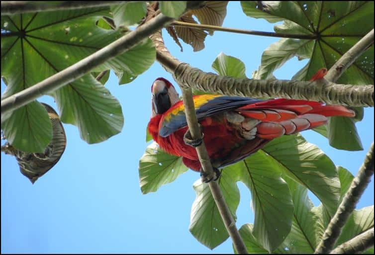 Beneath a scarlet macaw
