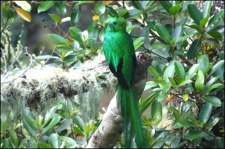 Resplendent quetzal