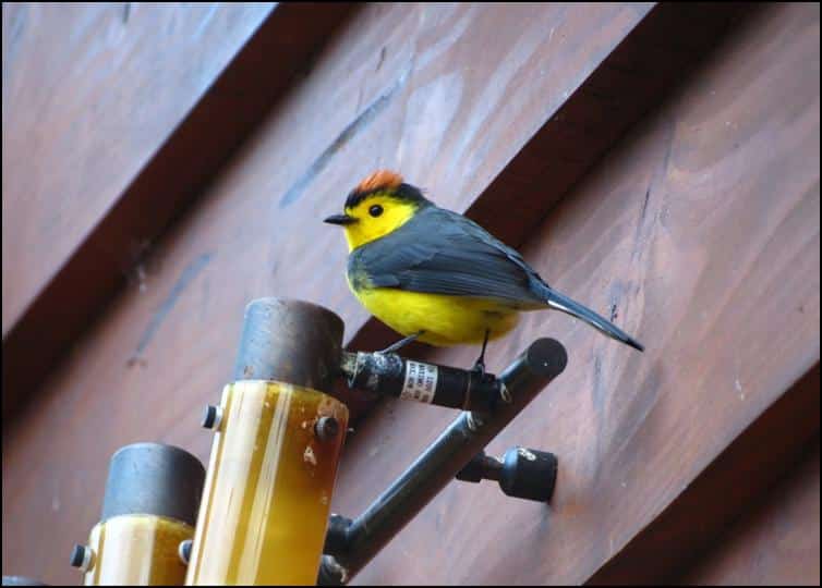 Collared redstart