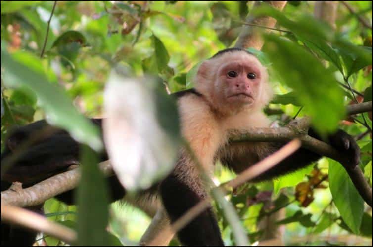 Costa Rican Mammals - Jonathan's Jungle Roadshow