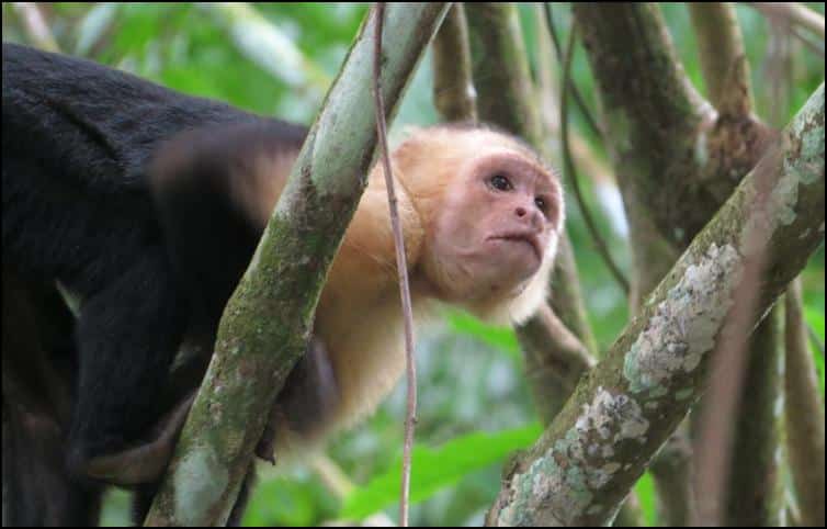White-faced capuchin monkeys