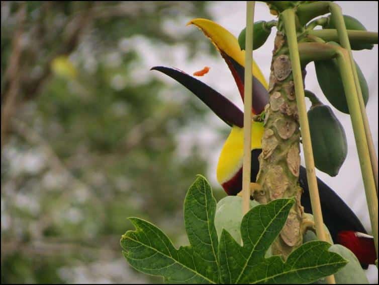 Chestnut-mandibled toucan