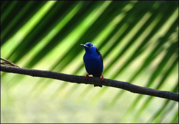 Unidentified blue bird