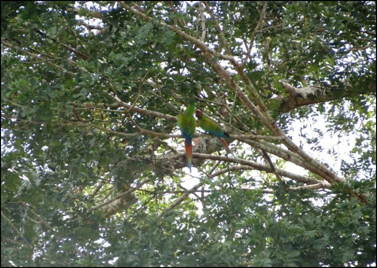 Great green macaws