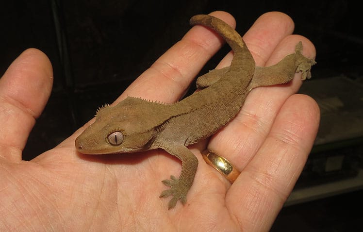 Plain brown Crested Gecko