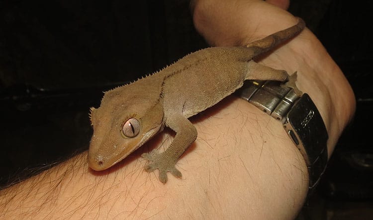 Colour & pattern variation in Crested Geckos