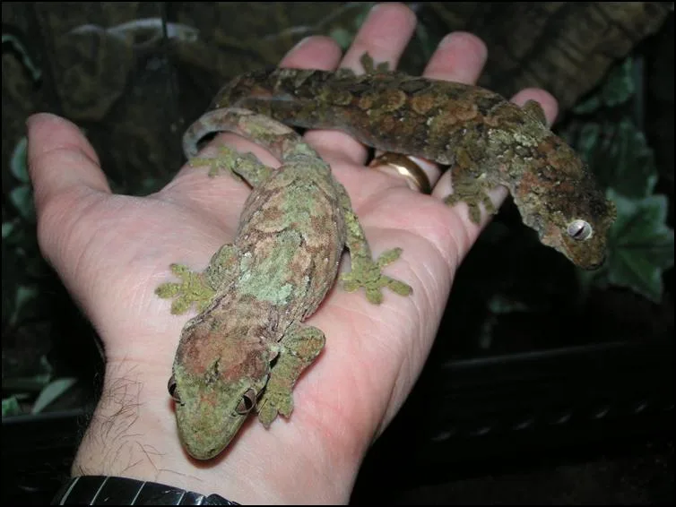 Variable colours of Chahoua individuals Variable colours of Chahoua individuals