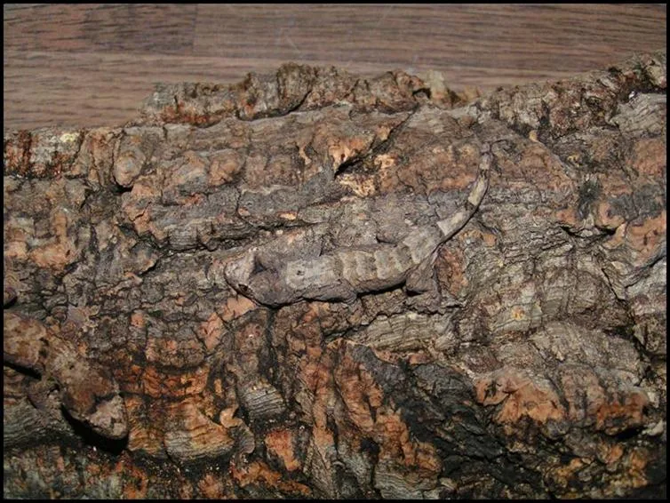 Camouflaged Chahoua Camouflaged Chahoua