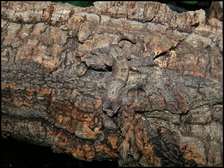 Camouflaged Chahoua Camouflaged Chahoua
