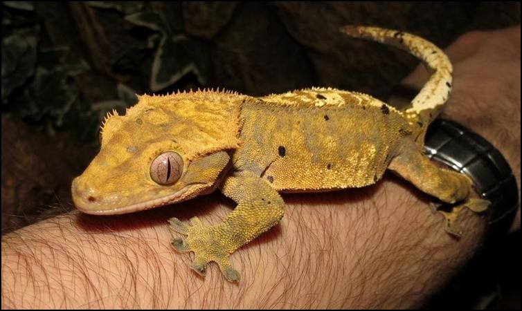 Dalmatian Crested Gecko