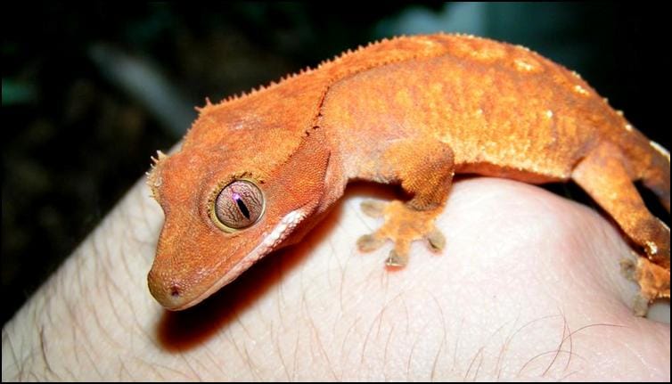 Colour & pattern variation in Crested Geckos