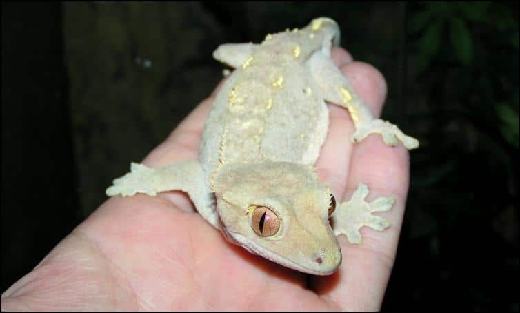 'Fired down' colours of Crested Gecko