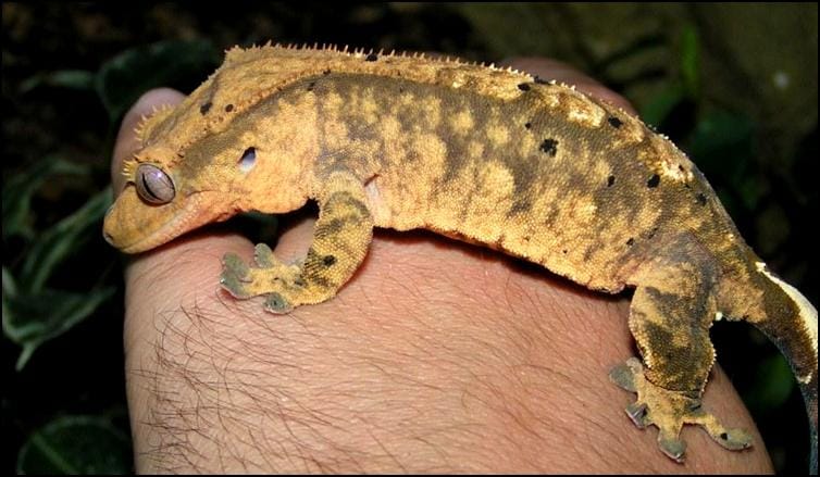 'Harlequin' patterned Crested Gecko