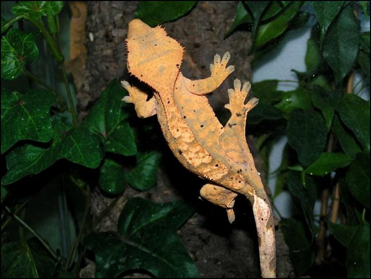 'Harlequin' patterned Crested Gecko