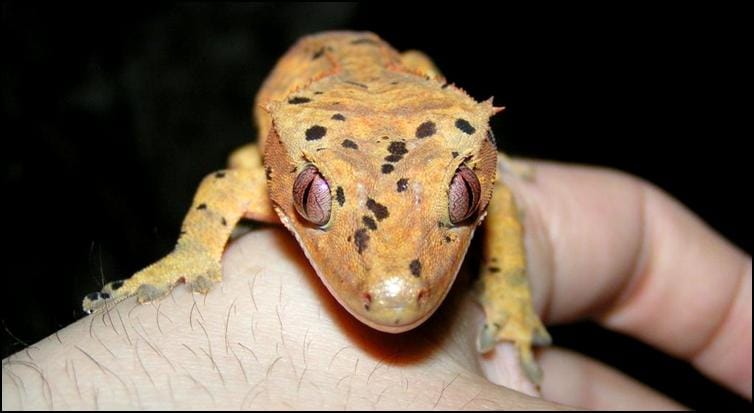 Splodge the Crested Gecko