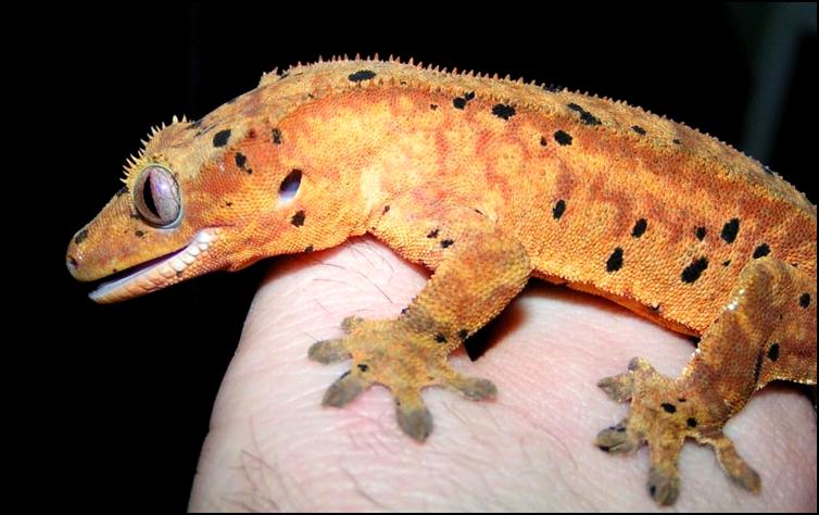 Splodge the Crested Gecko